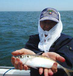 たかはし丸 釣果