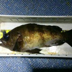 釣り船武蔵 釣果