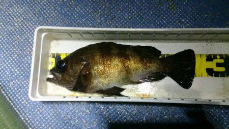 釣り船武蔵 釣果