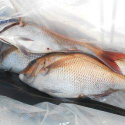 こうゆう丸 釣果