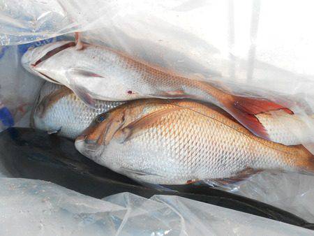 こうゆう丸 釣果