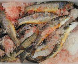 会津大川（会津非出資漁業協同組合） 釣果