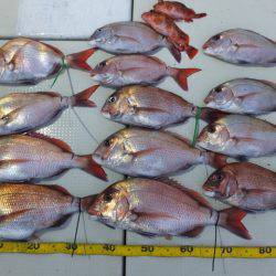 Hit Rush(ヒット ラッシュ） 釣果