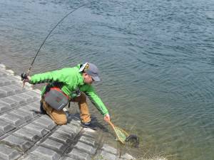 会津大川（会津非出資漁業協同組合） 釣果