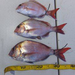 Hit Rush(ヒット ラッシュ） 釣果