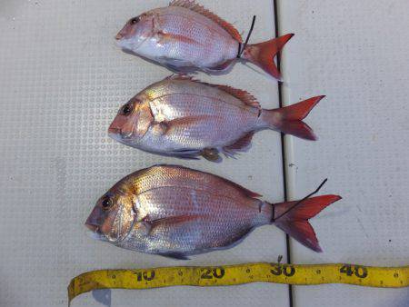 Hit Rush(ヒット ラッシュ） 釣果…