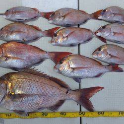 Hit Rush(ヒット ラッシュ） 釣果