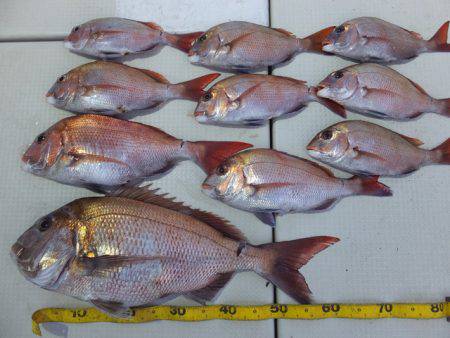 Hit Rush(ヒット ラッシュ） 釣果…