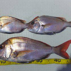 Hit Rush(ヒット ラッシュ） 釣果