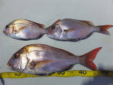 Hit Rush(ヒット ラッシュ） 釣果…