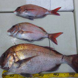 Hit Rush(ヒット ラッシュ) 釣果