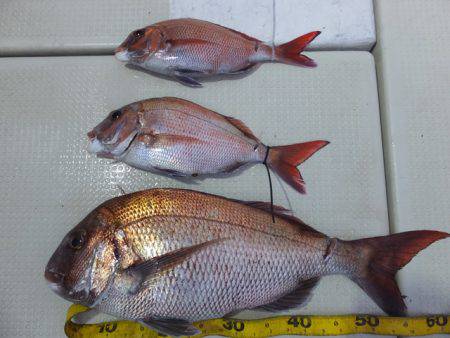 Hit Rush(ヒット ラッシュ） 釣果…