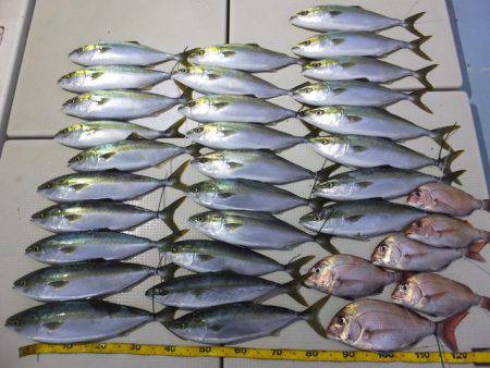 Hit Rush(ヒット ラッシュ） 釣果…