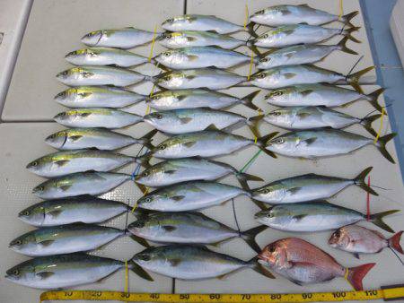 Hit Rush(ヒット ラッシュ） 釣果…