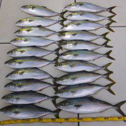 Hit Rush(ヒット ラッシュ） 釣果