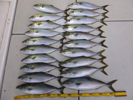 Hit Rush(ヒット ラッシュ） 釣果…