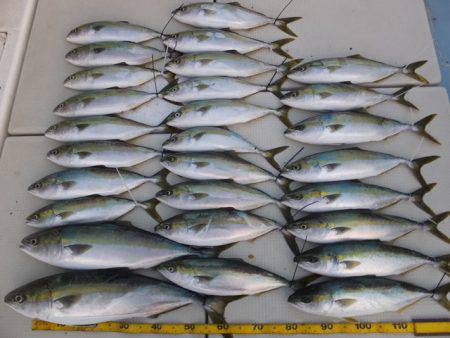 Hit Rush(ヒット ラッシュ） 釣果…