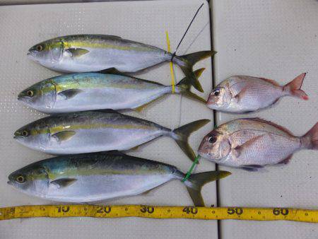 Hit Rush(ヒット ラッシュ） 釣果…