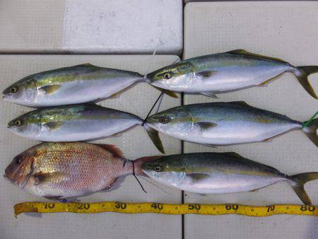 Hit Rush(ヒット ラッシュ） 釣果…