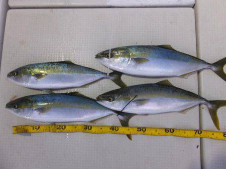 Hit Rush(ヒット ラッシュ） 釣果…