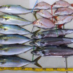 Hit Rush(ヒット ラッシュ) 釣果