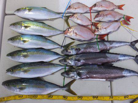 Hit Rush(ヒット ラッシュ） 釣果…