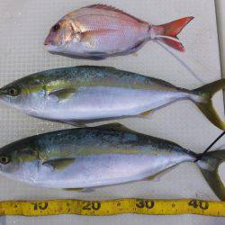 Hit Rush(ヒット ラッシュ) 釣果