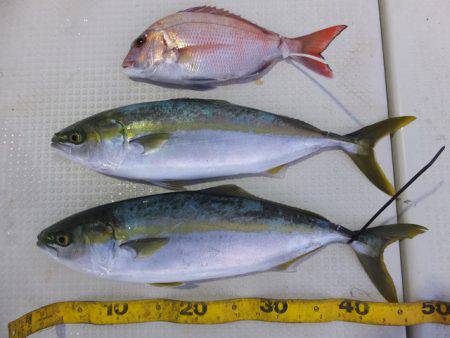 Hit Rush(ヒット ラッシュ） 釣果…