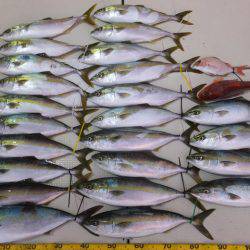 Hit Rush(ヒット ラッシュ） 釣果