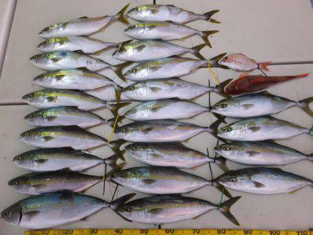 Hit Rush(ヒット ラッシュ） 釣果…