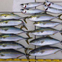 Hit Rush(ヒット ラッシュ） 釣果