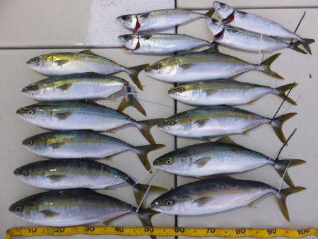 Hit Rush(ヒット ラッシュ） 釣果…