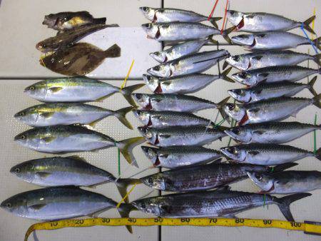 Hit Rush(ヒット ラッシュ） 釣果…