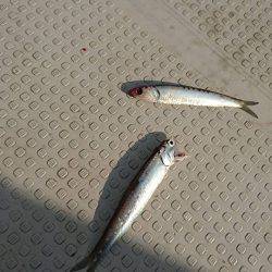 Fisherman Dreams DI 釣果