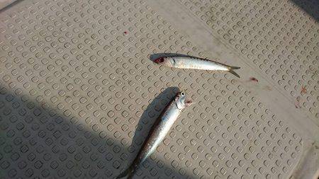 Fisherman Dreams DI 釣果