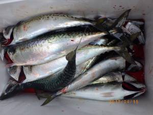 石川丸 釣果