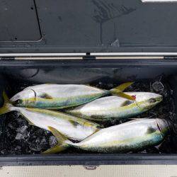 遊漁船 ニライカナイ 釣果