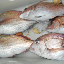 こうゆう丸 釣果