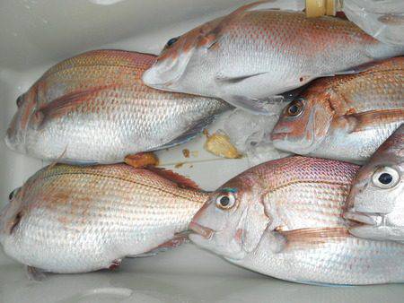 こうゆう丸 釣果