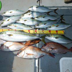 sea boss シーボス 釣果