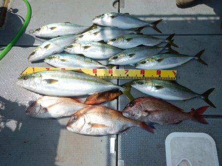 sea boss シーボス 釣果