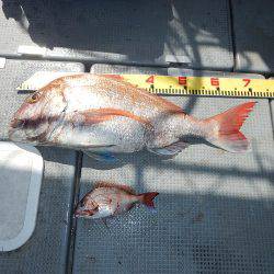 sea boss　シーボス 釣果