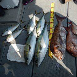 sea boss　シーボス 釣果