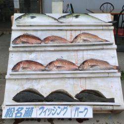 松名瀬フィッシングパーク 釣果