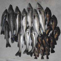 ルアー船マヒマヒ 釣果