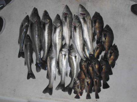 ルアー船マヒマヒ 釣果