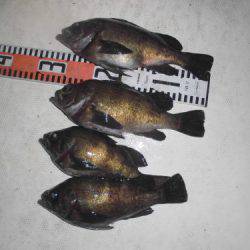 ルアー船マヒマヒ 釣果