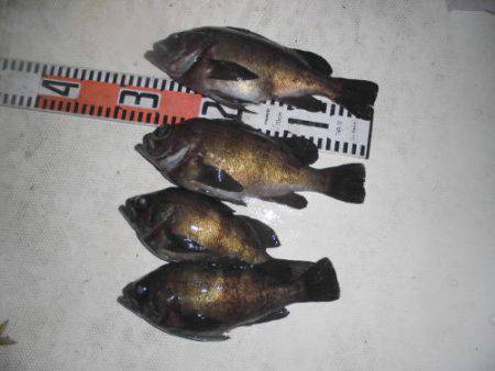 ルアー船マヒマヒ 釣果