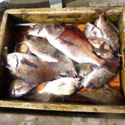 海釣り公園みかた 釣果