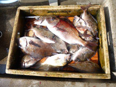 海釣り公園みかた 釣果